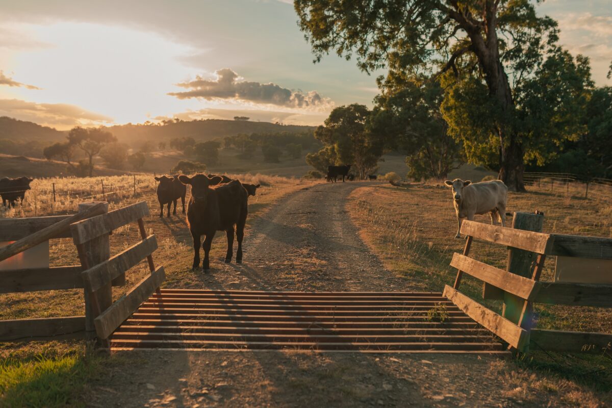 cows standing behind a cattle guard on a rural dirt road on a ranch