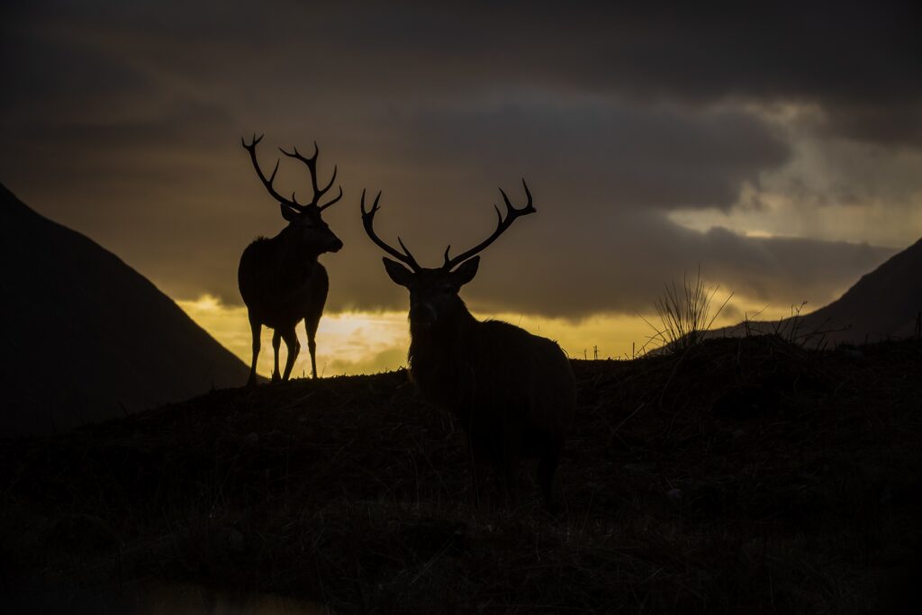silhouettes of two male deer during hunting season at dusk where the moon phase is masked by the clouds