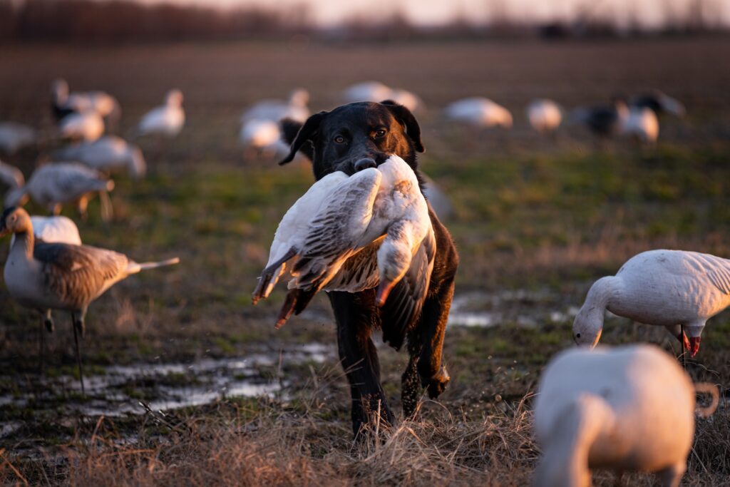 dog holding a hunted snow goose in its mouth