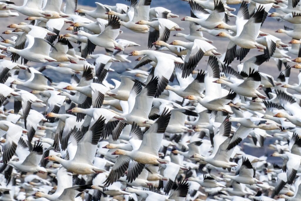 densely packed flock of snow geese flying together