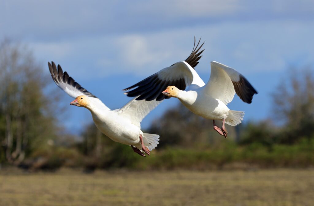two snow geese flying down to the ground