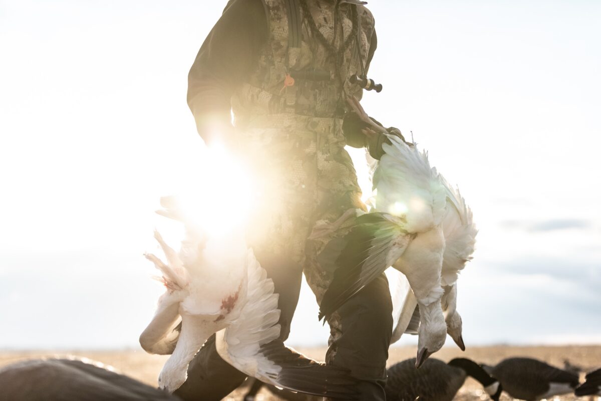 a hunter holding two snow geese he shot during hunting season