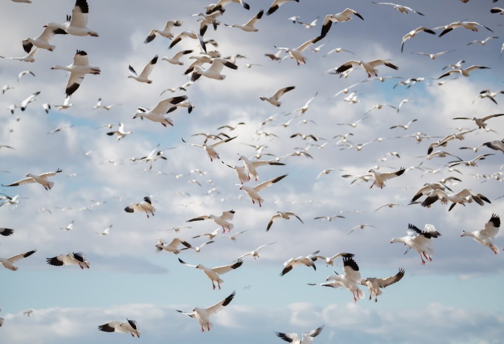flock of snow geese against a blue sky with white puffy clouds