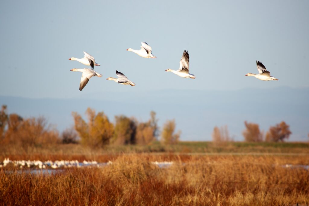 five snow geese flying above marshy land