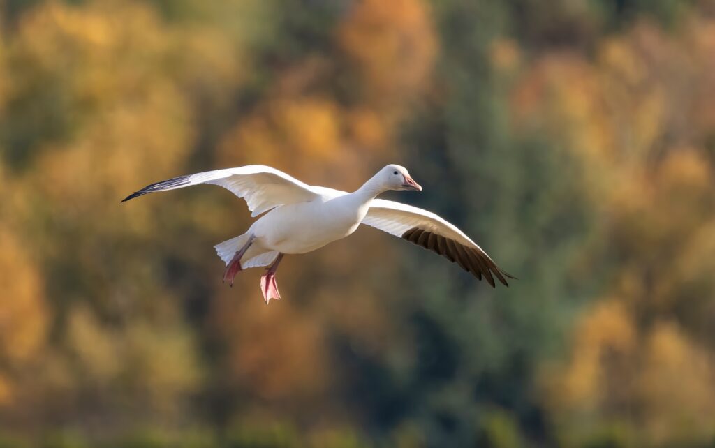 lone snow goose flying with the fall trees changing colors in the background