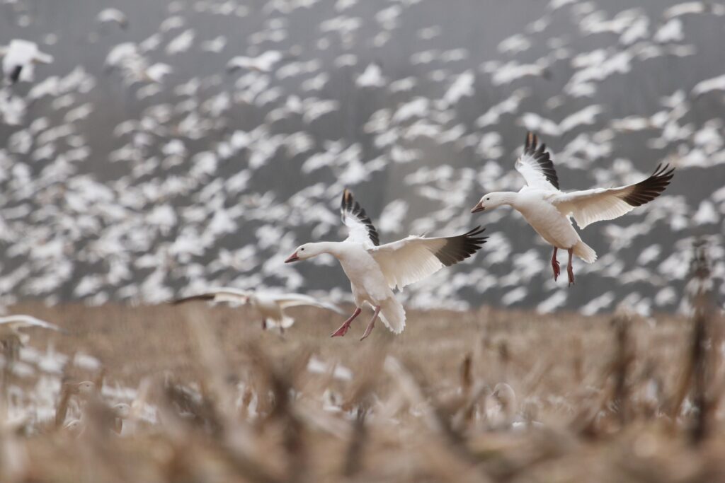 large flock of snow geese landing in a field during waterfowl hunting season