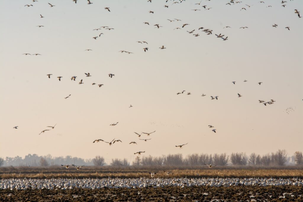 flock of snow geese flying over a wide expanse of land in the rural US