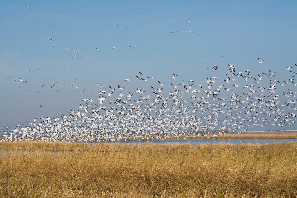 flock of snow geese flying over an open field and marshland in during the fall hunting season